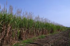 belize sugarcane