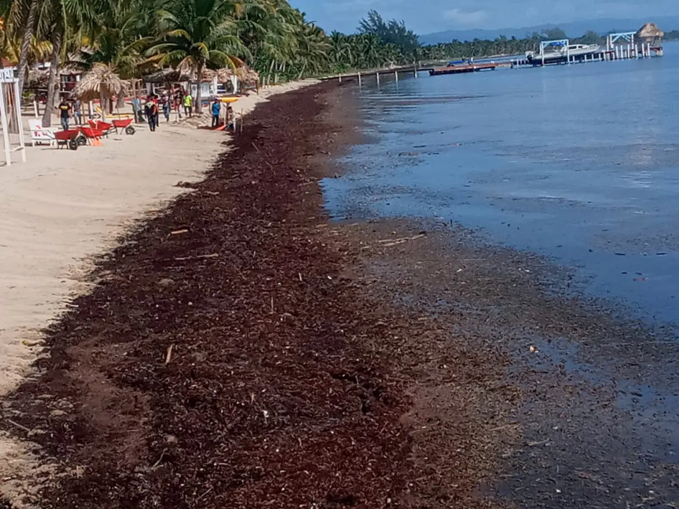 Sargassum seaweed threatens beaches along the Caribbean Sea in Belize and Mexico