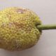 Breadfruit-