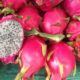 The Health Benefits of Pitaya- Why Belizeans should include this superfruit in their diet