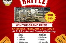 Belize Livestock Producers Association raffles Nelore bull, Brahman heifer on Saturday